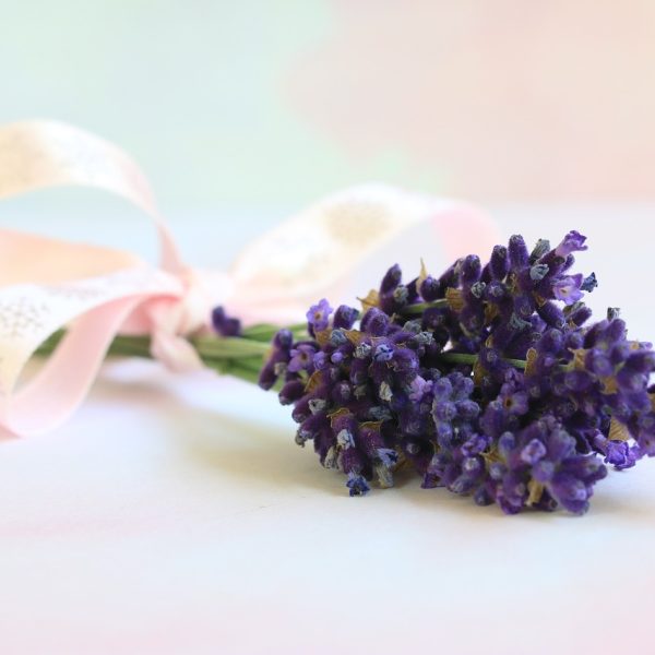 lavender, flower, nature